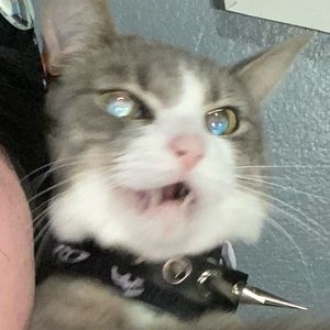 Meet your Posher, Gene